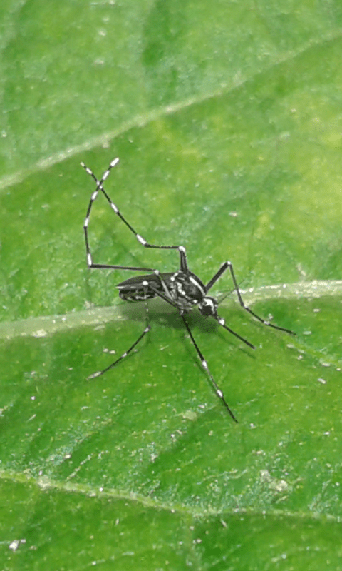 Culicidae : Aedes albopictus